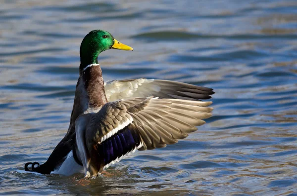 Anatra reale sull'acqua con ali distese — Foto Stock