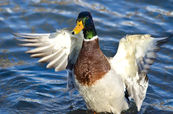 Mallard Duck on the Water with Outstretched Wings — Stock Photo, Image