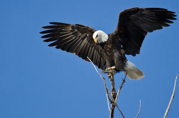 Bald Eagle achtervolging met behulp van de Tree Top — Stockfoto