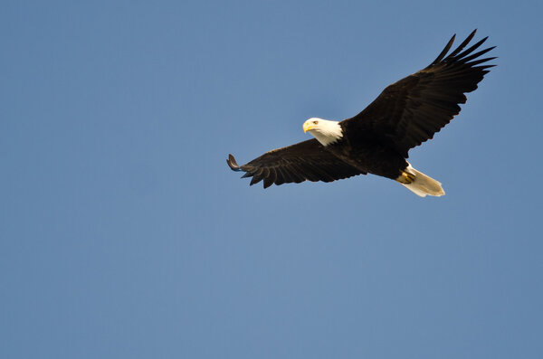 Bald Eagle Flying in a Blue Sky