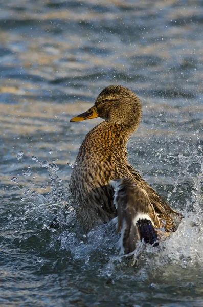 Kachna hravě stříkající na vodě — Stock fotografie