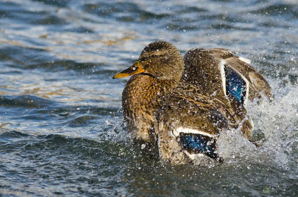 Canard colvert Éclaboussures ludiques sur l'eau — Photo