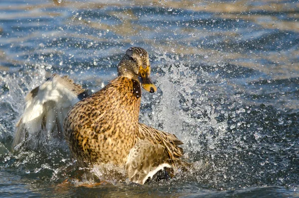 野鸭在水面上泼水嬉戏 — 图库照片