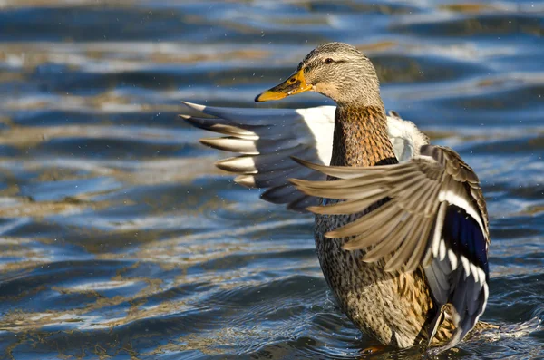 Canard colvert sur l'eau avec des ailes tendues — Photo