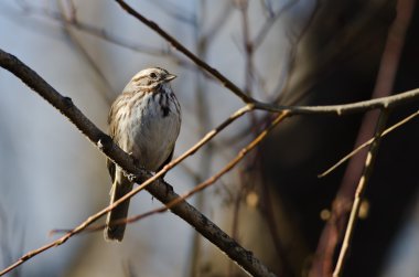 Şarkı bir ağacındaki bir dalı tünemiş serçe