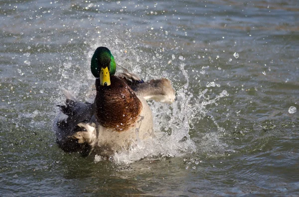 Bath Day for the Mallard Duck — Stock Photo, Image
