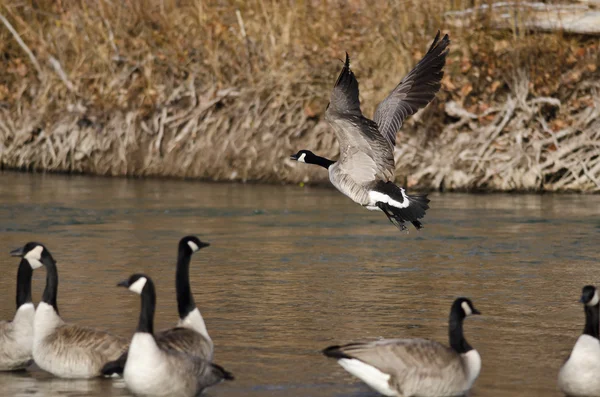 Il canada oca decollare da un fiume — Foto Stock