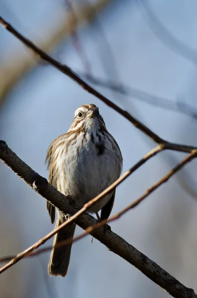 Song Sparrow na větvi stromu — Stock fotografie