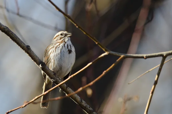 Song Sparrow Empoleirado em um ramo em uma árvore — Fotografia de Stock