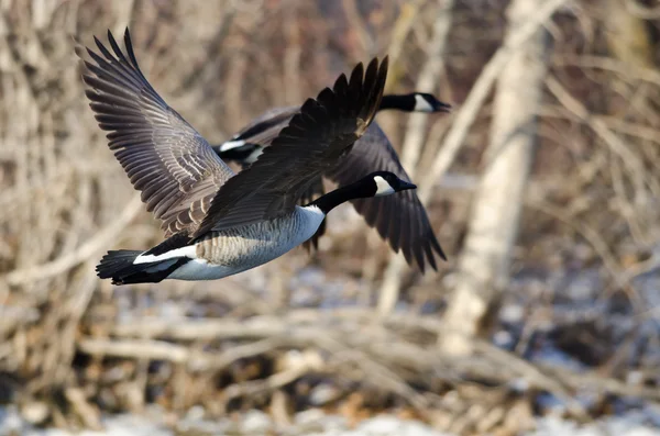 Gansos de Canadá volando sobre un río de invierno —  Fotos de Stock