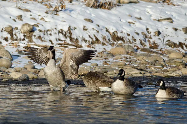 Ganso do Canadá esticando suas asas enquanto estava de pé em um rio de inverno — Fotografia de Stock