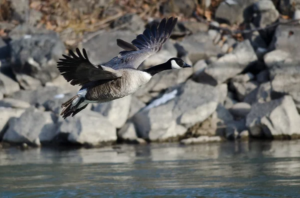 Il canada oca decollare da un fiume — Foto Stock