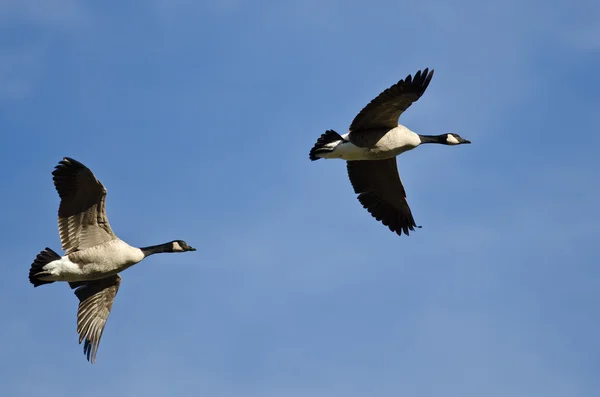 Mavi gökyüzünde uçan iki Kanada kazlar — Stok fotoğraf
