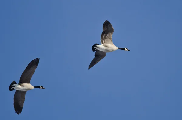 Två kanadagäss flyger i en blå himmel — Stockfoto