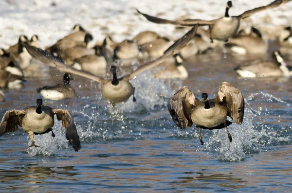 Flock of Canada Geese Taking Off From a Winter River — Stock Photo, Image