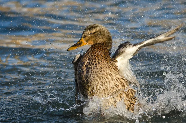 Mallard pato juguetonamente salpicando en el agua — Foto de Stock