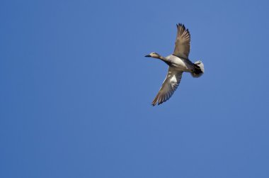 Mavi gökyüzünde uçan kalabalık