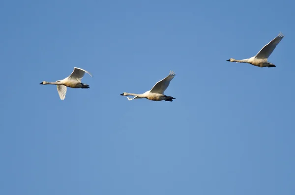 Tres cisnes de Tundra volando en un cielo azul —  Fotos de Stock