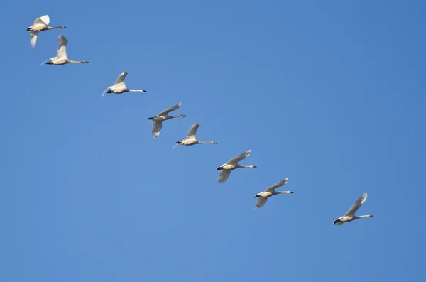 Bandada de cisnes trompetistas volando en un cielo azul —  Fotos de Stock