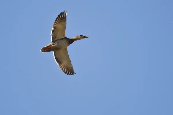 Stockentenweibchen fliegt in blauem Himmel — Stockfoto