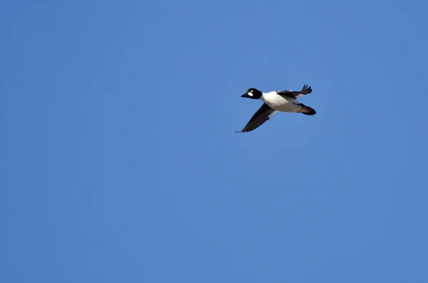 Gemeenschappelijke Goldeneye Duck vliegen in een blauwe hemel — Stockfoto