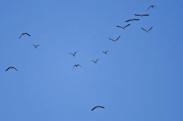 Kudde van grotere White - Fronted ganzen vliegen in een blauwe hemel — Stockfoto