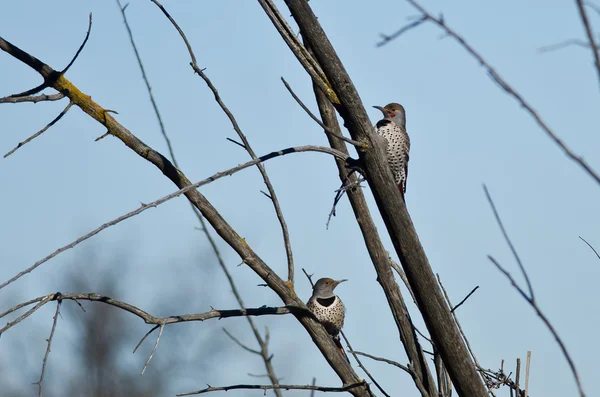 Pair of Northern Flickers Perched in a Tree — Stock Photo, Image