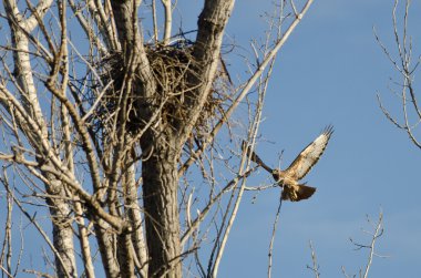 Kırmızı kuyruklu şahin için zaman bina iç içe