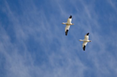 Kar kazları bulutlu bir gökyüzü uçan çifti