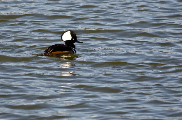 Kapuzen-Merganser schwimmt im blauen See — Stockfoto