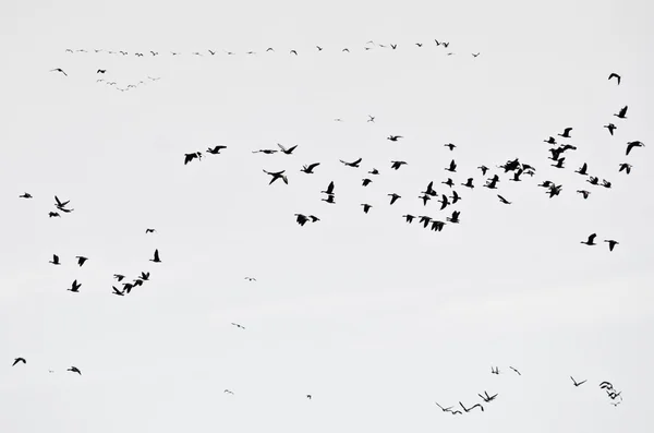 Flock of Ducks Silhouetted on a White Background — Stock Photo, Image