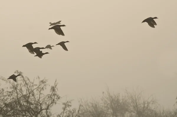 Temprano en la mañana vuelo de patos por encima de pantano brumoso —  Fotos de Stock