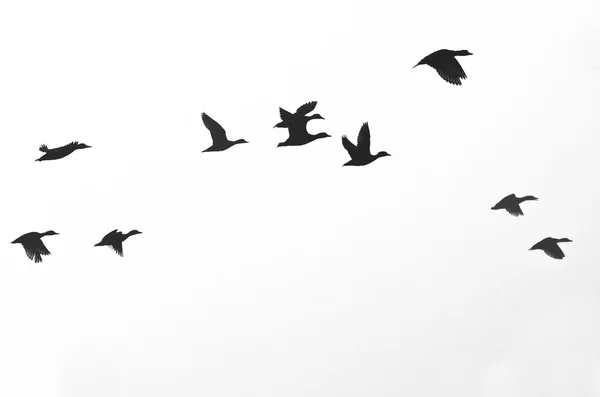 Κοπάδι από πάπιες Silhouetted σε λευκό φόντο — Φωτογραφία Αρχείου