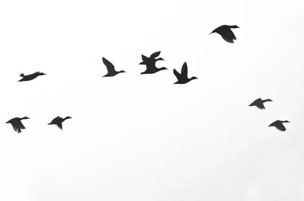 Flock of Ducks Silhouetted on a White Background — Stock Photo, Image