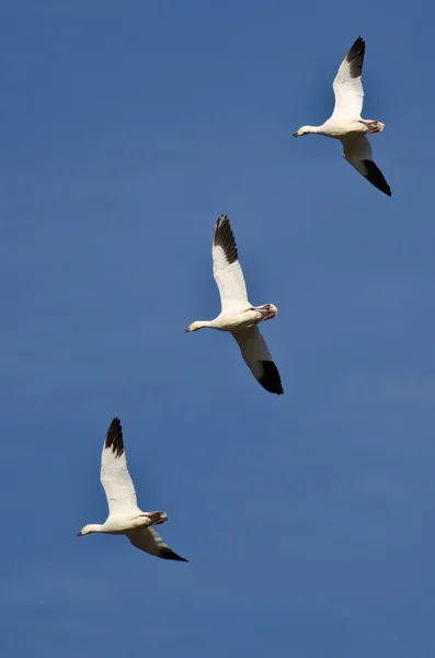 Tres gansos de nieve volando en un cielo azul — Foto de Stock