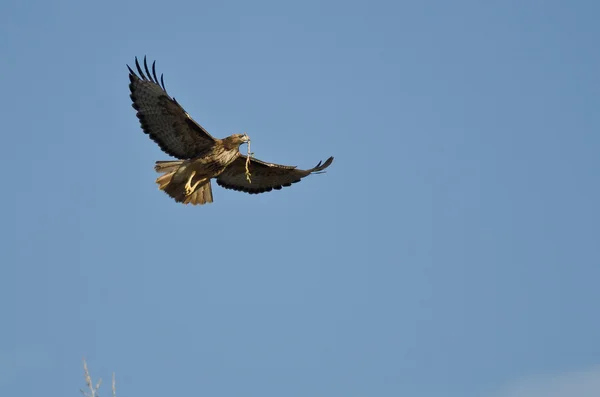 Tiempo de construcción del nido para el halcón de cola roja — Foto de Stock