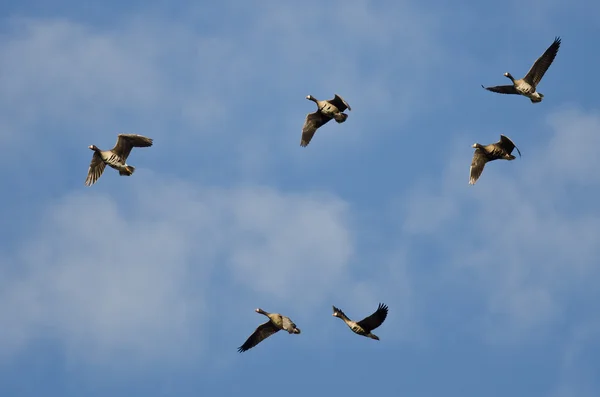 Büyük beyaz - Sakarca bir mavi gökyüzünde uçan kaz sürüsü — Stok fotoğraf