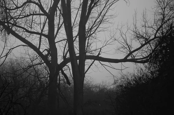 Ранкова тиша в туманний марш — стокове фото