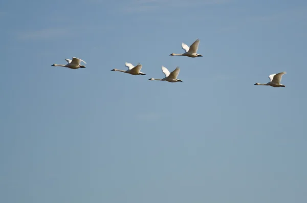 Stormo di cigni della Tundra che volano in un cielo blu — Foto Stock