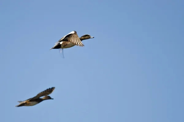 Paire de Wigeons américains volant dans un ciel bleu — Photo