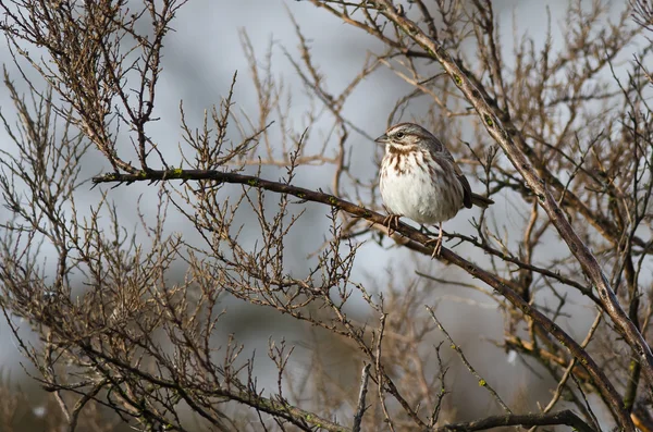 Canzone Passero appollaiato su un albero — Foto Stock