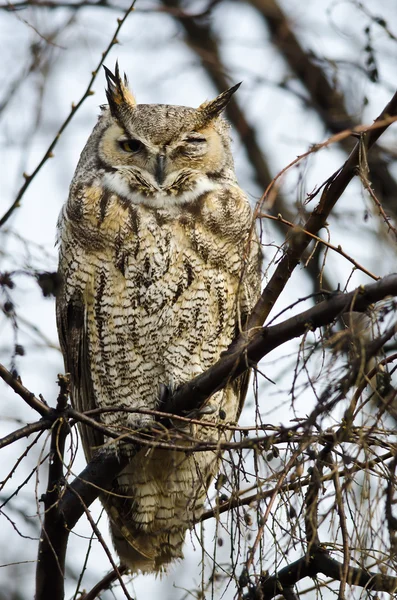 Great Horned Owl with an Injured Eye — Stock Photo, Image