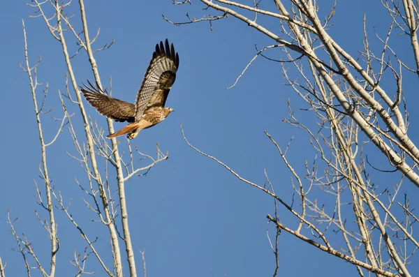 Red ogon Hawk pływające do jego gniazda — Zdjęcie stockowe