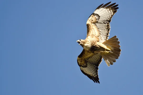 Falco coda rossa che vola in un cielo blu — Foto Stock