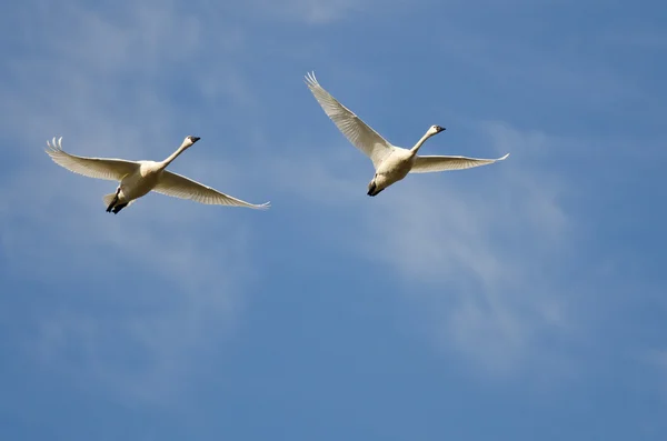 Пара лебедей тундры, летающих в голубом небе — стоковое фото
