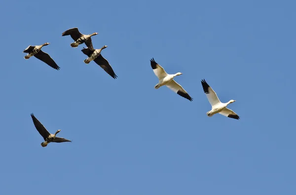 Sneeuw ganzen vliegen met grotere White - Fronted ganzen in een blauwe hemel — Stockfoto