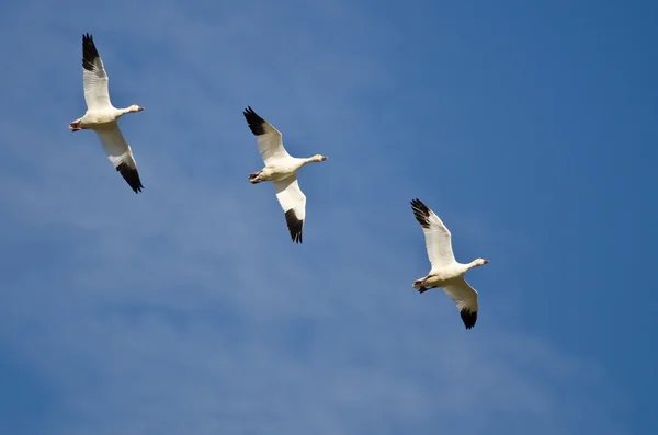 Trois Oies des neiges volant dans un ciel bleu — Photo