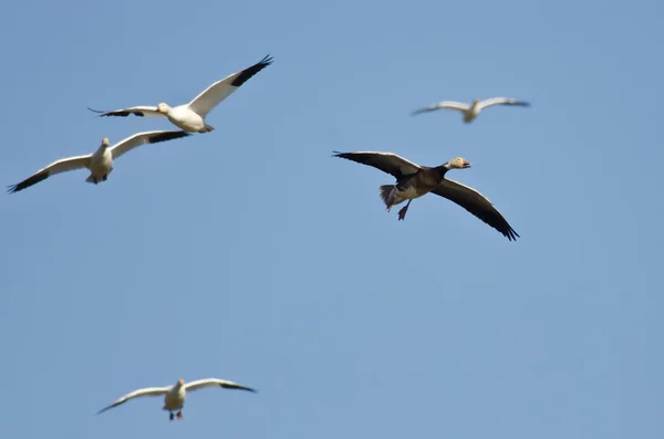 Blue Goose vliegen in een blauwe hemel — Stockfoto