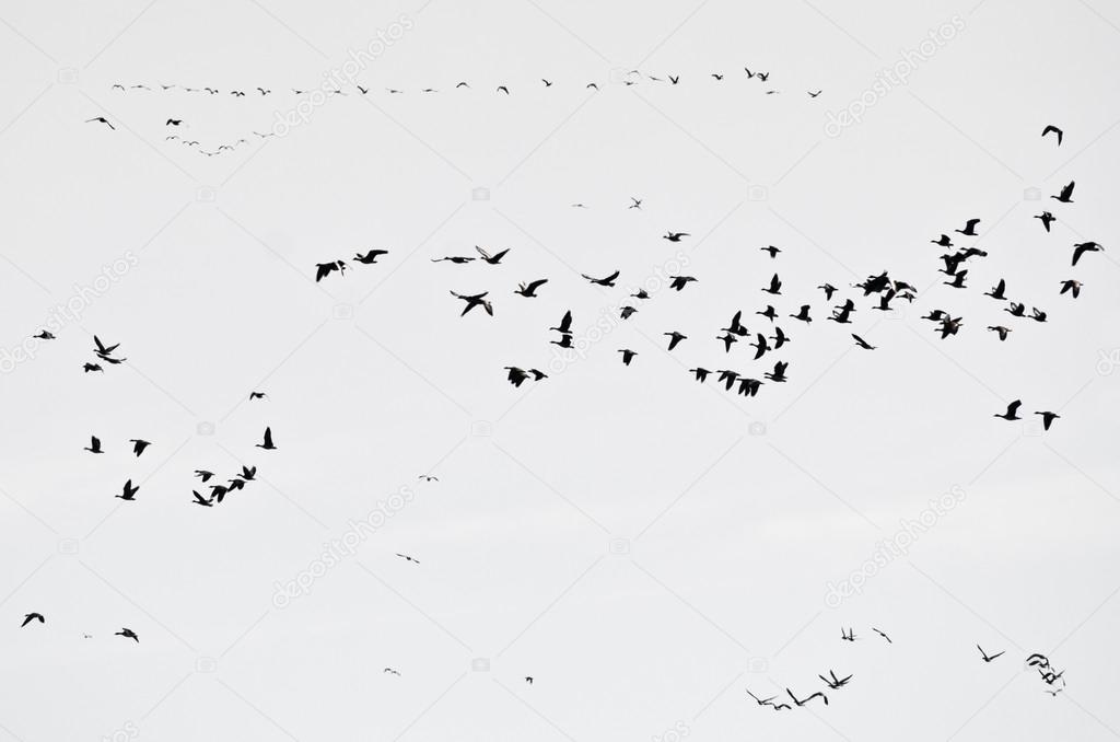 Flock of Ducks Silhouetted on a White Background