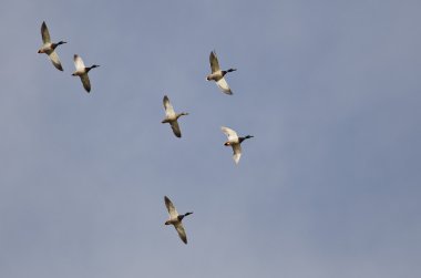 Mavi Gökte Uçan Mallard Ördekleri Sürüsü